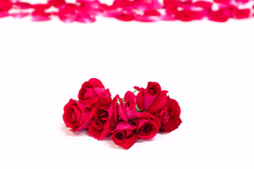 roses isolated on the white - congratulations background