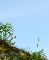 Dandelions grow with weeds on a stone wall