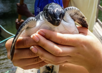 A woman is holding a small baby sea turtle at a rescue conservation center in Zanzibar.
