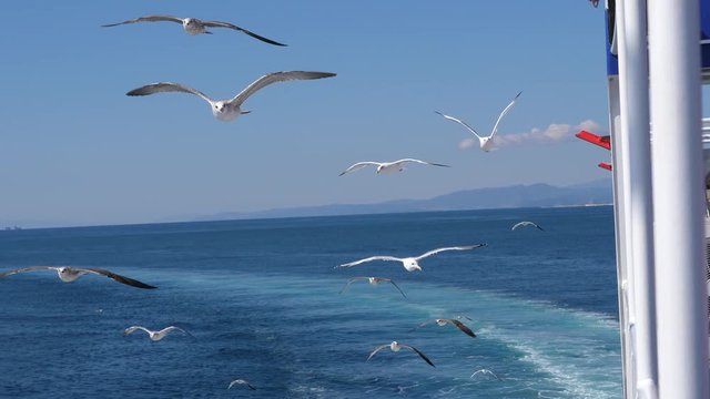 Sea gulls flying in blue sky by ferryboat deck - summer leisure travel in Greece Thassos