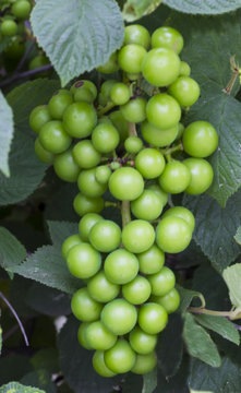bunch green grapes on tree close-up