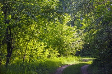 path through the green forest 