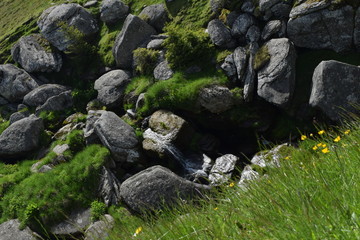 Beautiful life nature