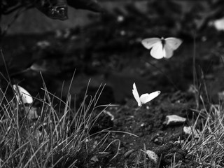 three butterflies