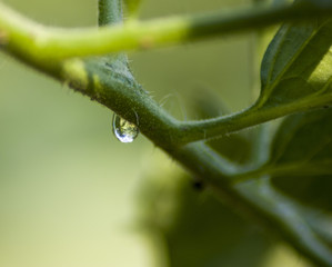 a drop of dew on a tomato stem