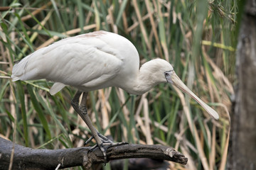 A yellow spoonbill
