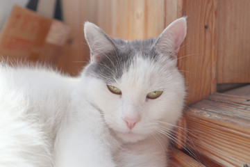 Obraz premium кошка, животное, котенок, белый, домашнее животное, милый, котенок, черный
