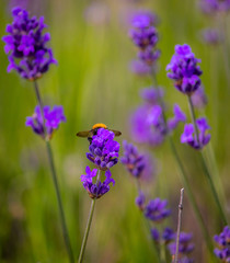 Bee and Flower