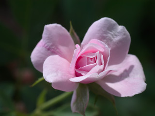 Beautiful pink rose in a garden