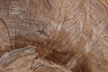 Wooden stump texture