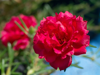 Close up Portulaca grandiflora flower.