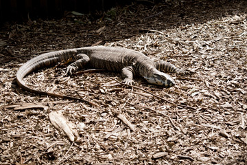 lace lizard