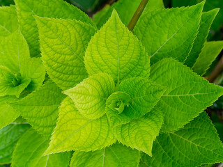 Close up green leaf wallpaper.