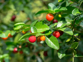 Fruit of Lime Berry on tree.