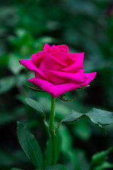 Pink rose in the garden