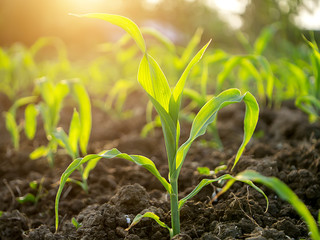 Young corn plants