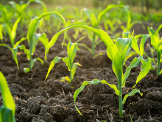 Young corn plants