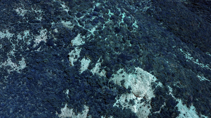 Detail of a group of plants, stones and marine algae underwater in the Tyrrhenian Sea. The water is clean and blue and there are no fish. This vegetation is essential to the life of microorganisms.