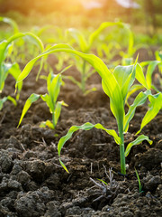 Young corn plants