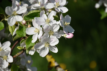 Obraz na płótnie Canvas Twigs with white apple tree flowers