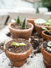 Propagating a sedum rubrotinctum succulent or jelly bean plant from a cutting in a small terracotta pot