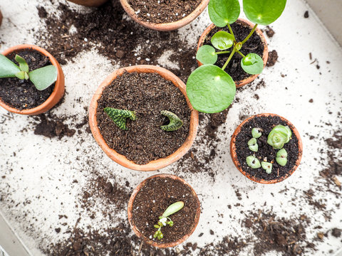 Propagating multiple succulents from cuttings in small terracotta pots on a wooden table