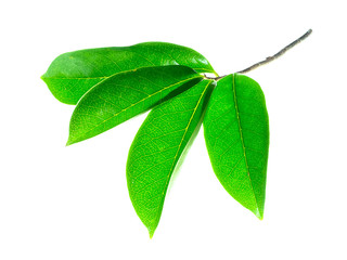 Soursop leaves on white background