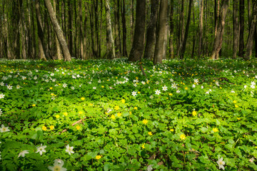 White flowers in the spring forest