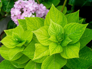 Close up green leaf wallpaper.