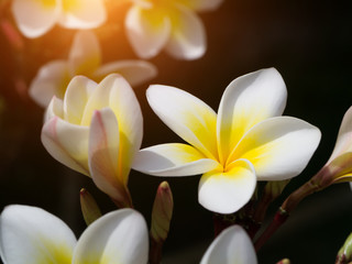 Close up of Frangipani flower