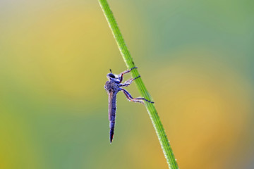 A solitary robber fly, on a branch of grass