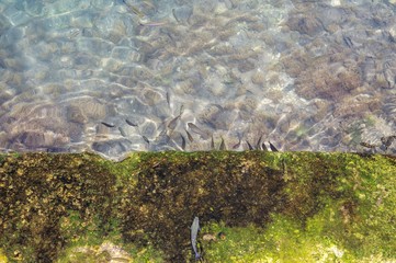 Symi, Grecja - ryby w krystalicznie czystej wodzie