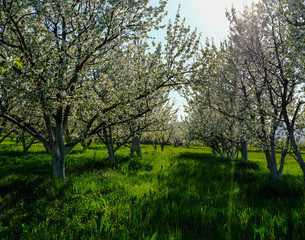 Apple Orchard in the middle of the spring season.