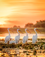 Danube Delta Romania Pelicans at sunset on Lake Fortuna