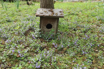 birdhouse, wood, wooden, nature, garden, nest, house, bird house, green, forest, hole, summer, shelter, Park, flowers, outdoor