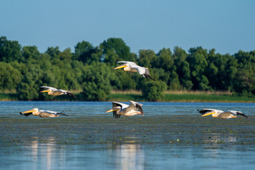 Naklejka premium Birdwatching in the Danube Delta. Pelicans flying over Fortuna Lake near Mila 23 village