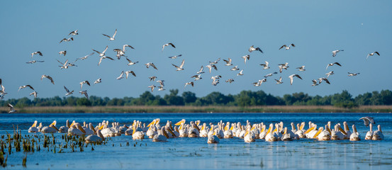 Birdwatching in Danube Delta. The Great White Pelican colony at Fortuna Lake panoramic view