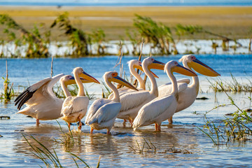 Great White Pelican colony sighted in the Danube Delta