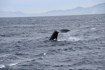 whale watching  in new zealand