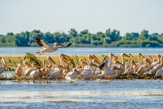 Danube Delta common sight the Pelican colony on Fortuna Lake