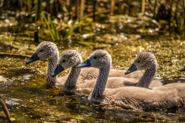 Fototapeta premium Swan cygnets babies in Danube Delta