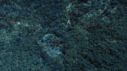 Detail of a group of plants, stones and marine algae underwater in the Tyrrhenian Sea. The water is clean and blue and there are no fish. This vegetation is essential to the life of microorganisms.