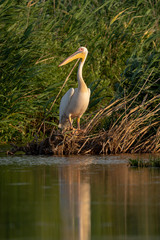 The Great White Pelican (Pelecanidae) in the Danube Delta, Romania