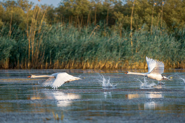 Fototapeta premium Swans take off and flying over water in the Danube Delta, Romania