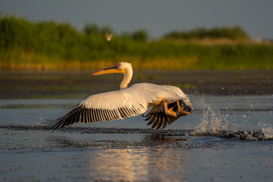 Pelican take off with a water splash, a common sighting in the Danube Delta