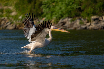 Danube Delta, Romania. The Great White Pelican flying over water