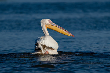 The Great White Pelican (Pelecanidae) in the Danube Delta, Romania