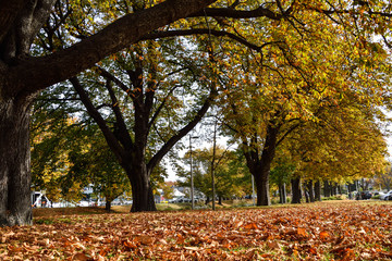 Season change tree and leaf fall in the park