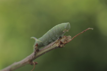 Oruga europea insecto verde  de la naturalesa