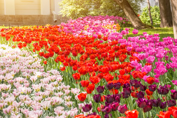 A flower bed of tulips of three different colors.
